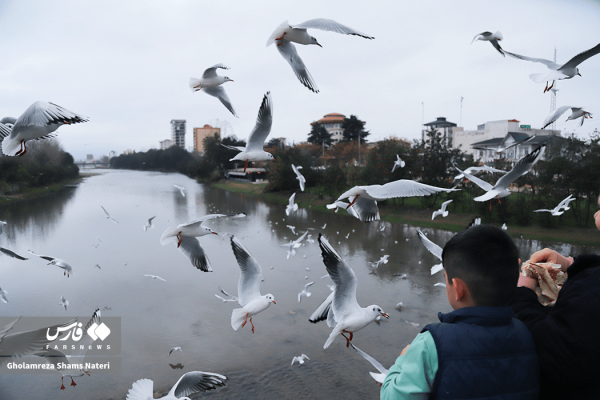 کاکایی ها، میهمان رودخانه چشمه کیله تنکابن