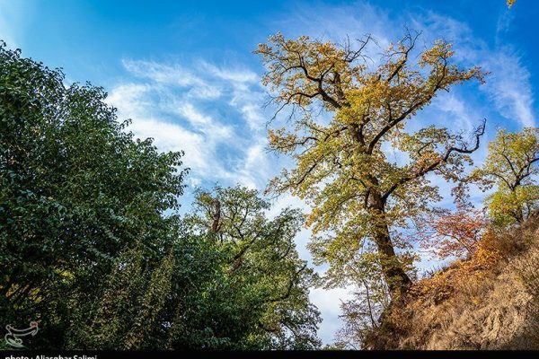 طبیعت پاییزی چشمه لال گلستان