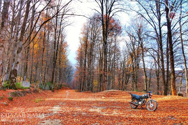 آخرین قدم های پاییز در مناطق جنگلی سوادکوه و ساری