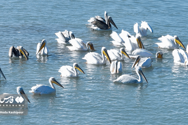 پرندگان مهاجر در میانکاله بهشهر