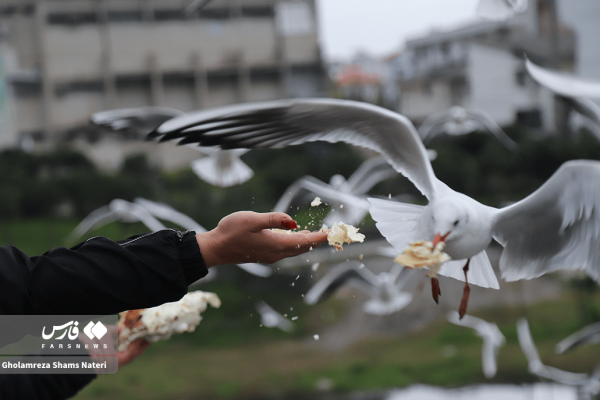 کاکایی ها، میهمان رودخانه چشمه کیله تنکابن