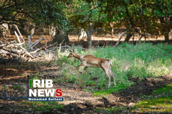 گوزن زرد ایرانی در پناهگاه دشت ناز ساری