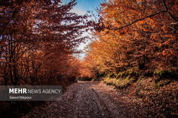 طبیعت منطقه آلش‌دشت گیلان در آخرین روزهای پاییز