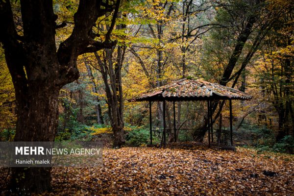 پاییز دیر هنگام جنگل النگدره گرگان