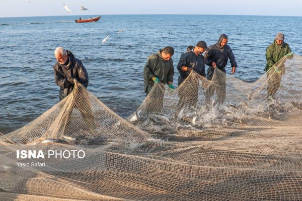  تلاش صیادان پره گیلان در دریای خزر