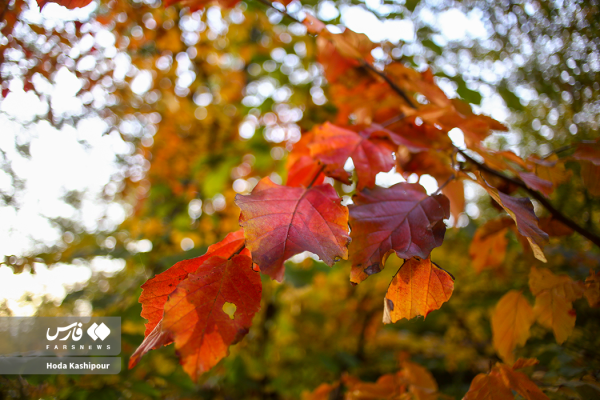 طبیعت پاییزی جنگل های ساری