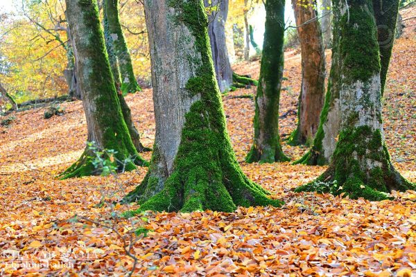 طبیعت جنگل های کوهسار کنده نکا در پایان پاییز