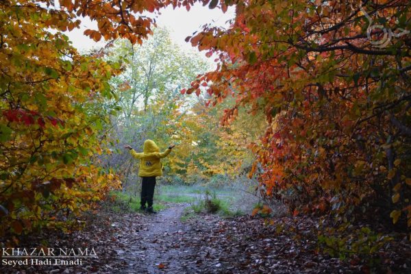 طبیعت پارک جنگلی شهید زارع ساری در آخرین جمعه پاییز