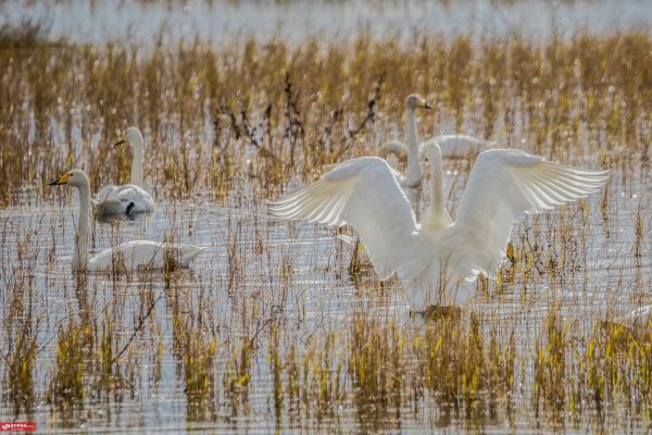 تالاب سرخرود میزبان قو‌های آوازخوان
