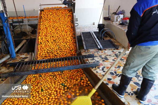 فرآوری کُنسانتره پرتقال در رامسر