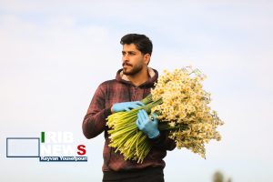 برداشت گل نرگس در روستای کردکلای جویبار