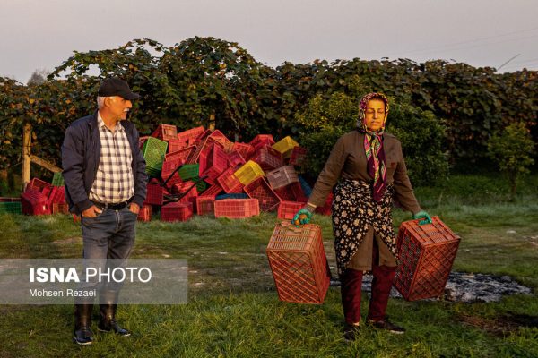 برداشت کیوی از باغ‌های غرب مازندران