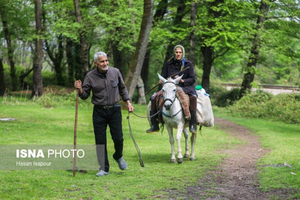 دامداری سنتی گالش مِنزل در سوادکوه