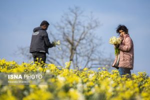 برداشت گل نرگس در روستاهای ساری