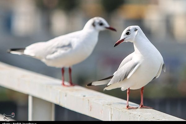 مرغان کاکایی در بندرانزلی
