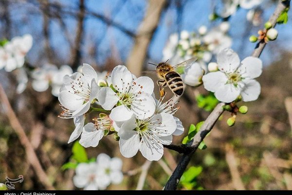شکوفه‌های زمستانی در رودسر گیلان