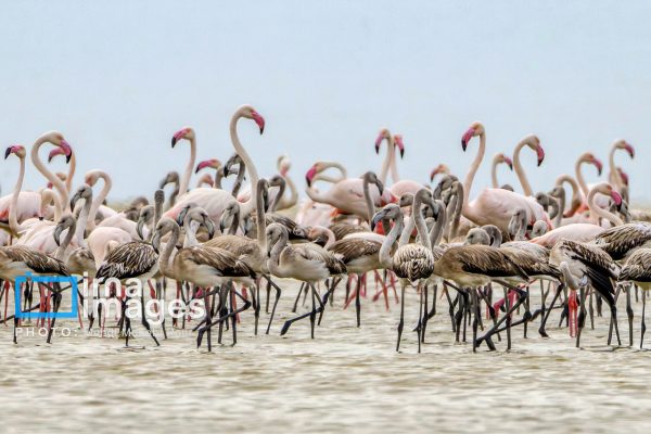 زمستان‌گذرانی پرندگان مهاجر در تالاب میانکاله