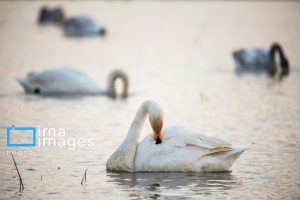 قوهای مهاجر در تالاب سرخرود