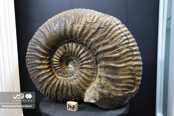 موزه شخصی سنگ و فسیل در نوشهر