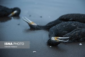 مرگ خاموش “باکلان” ها در سواحل بندر انزلی
