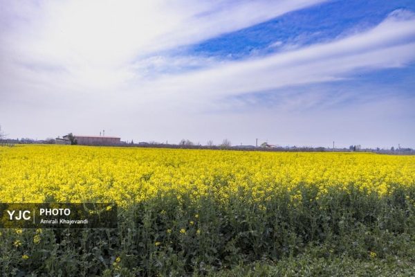 مزارع کلزا در شرق مازندران