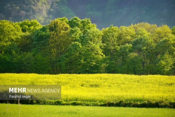 طبیعت بهاری در مزارع کلزای مازندران