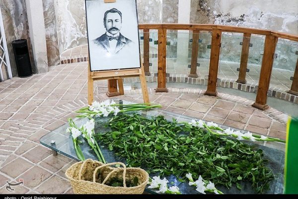 آغاز برداشت چای لاهیجان در سالگرد درگذشت پدر چای ایران