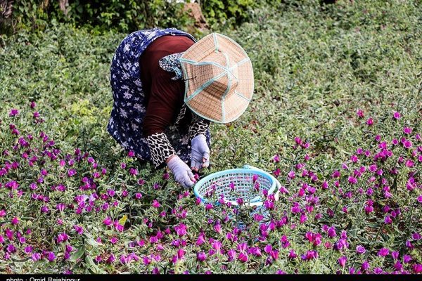 برداشت گل گاو زبان در اشکورات رحیم آباد رودسر