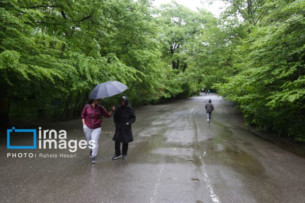 بارش باران بهاری در پارک جنگلی نهارخوران گرگان