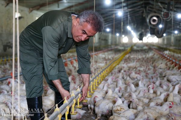 فعالیت مجتمع کشتارگاهی زربال آمل در روزهای جنگ تحمیلی سوم