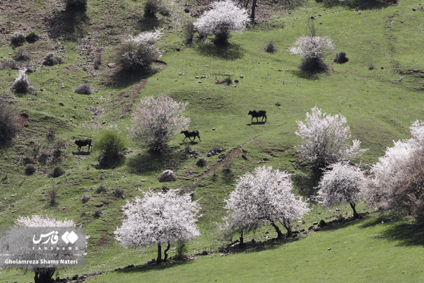 شکوفه‌های بهاری در کوهستان چالوس