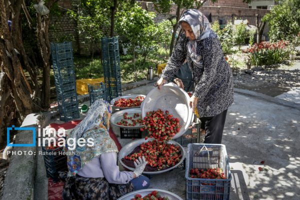 برداشت توت‌فرنگی در روستای شفیع‌آباد شهرستان رامیان
