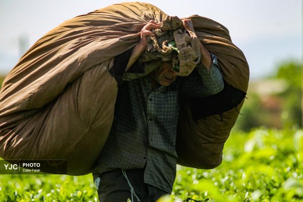 برداشت چای بهاره در گیلان