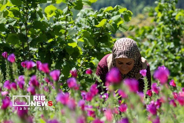 برداشت گل گاو زبان در مناطق کوهستانی رودسر گیلان