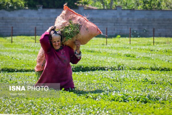 برگ سبز چای گیلان؛ از مزرعه تا چایخانه