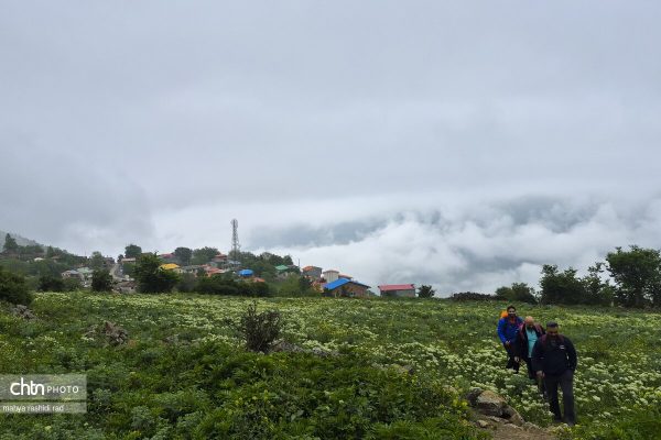 طبیعت قله ارفع‌کوه در سوادکوه