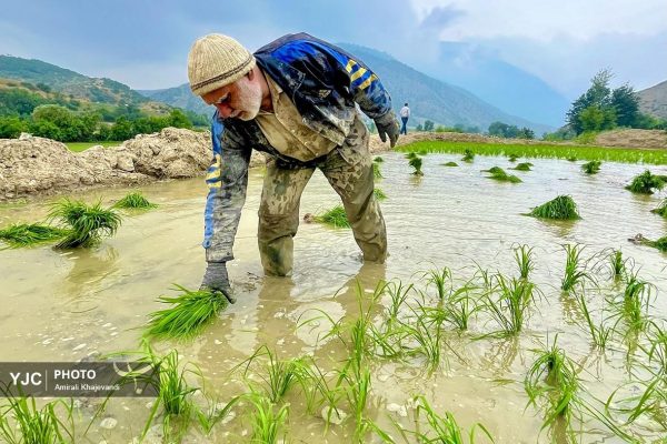 آغاز نشاء برنج در شالیزارهای کوهستانی چهاردانگه ساری