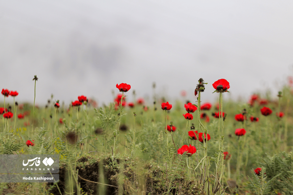 طبیعت مازندران در آستانه تابستان