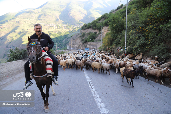 کوچ بهاره دامداران از جاده کندوان چالوس