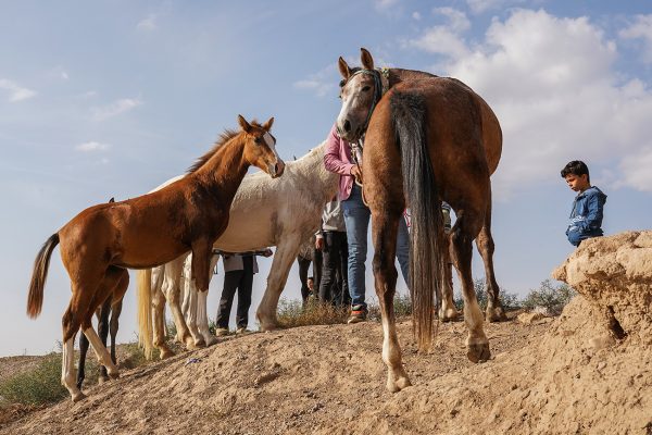 پرورش اسب ترکمن در استان گلستان