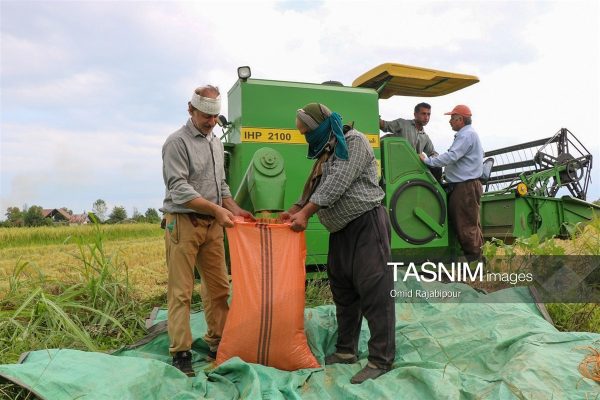 برداشت مکانیزه برنج در روستای بی بالان کلاچای گیلان