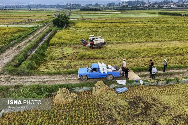 برداشت برنج از شالیزارهای سوادکوه شمالی 