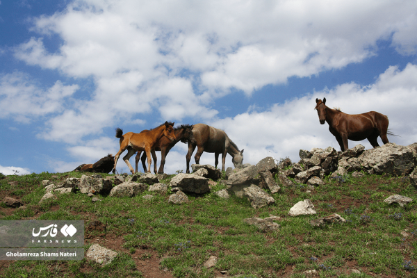 طبیعت تابستانی کوهستان چالوس