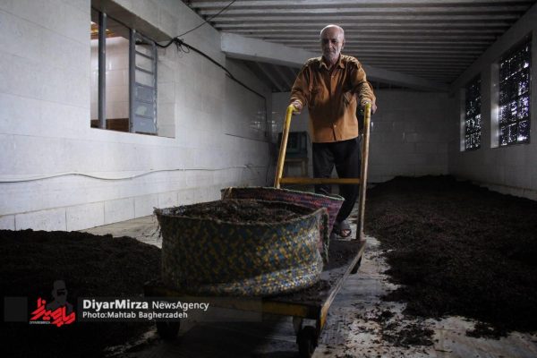 چای لاهیجان؛ از باغ تا کارخانه