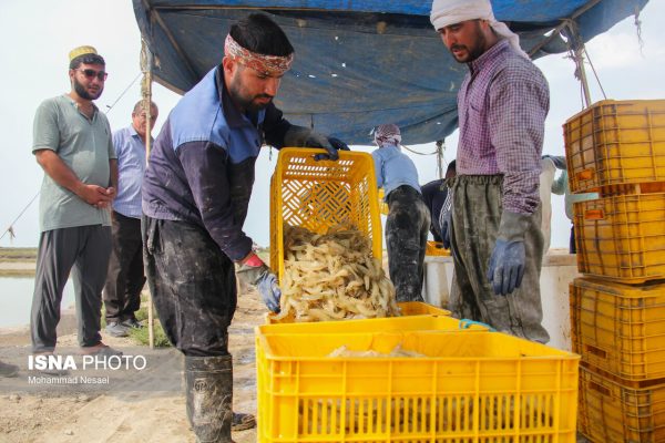 فصل برداشت میگو در شهر گمیشان استان گلستان