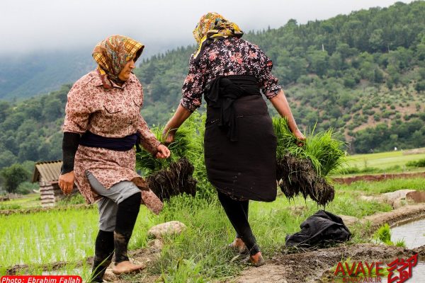زنان شالیکار مازندران