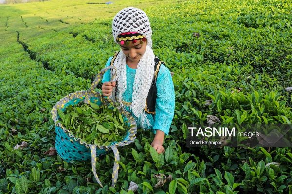 برداشت چای پاییزه در باغات روستای گزلبن رحیم آباد گیلان